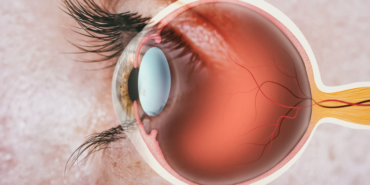 diagram-of-eye-interior-from-profile-686491